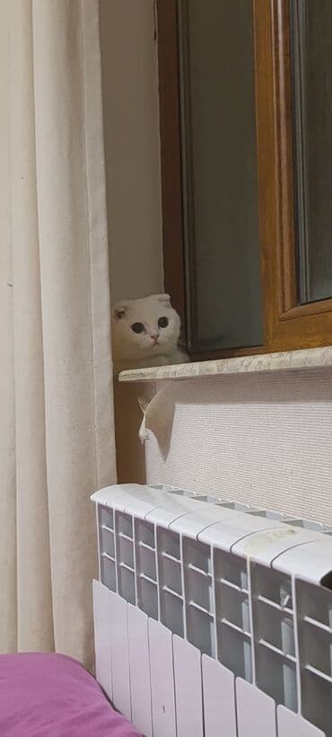 pişim: Şotland, Dişi, Yaxşı əllərə, Ünvandan götürmə, Rayonlara çatdırılma, Pulsuz çatdırılma — 3