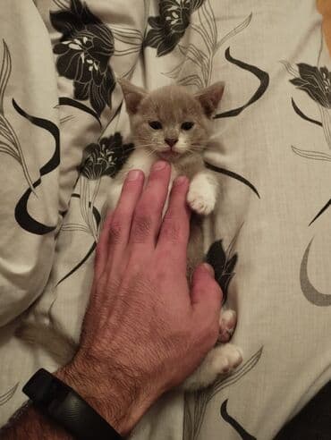 ucuz bala pişiklər: Dişi, Yaxşı əllərə — 3