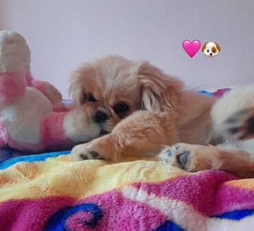 naxcivan heyvan elanlari: Pekines, 6 ay, Erkek, Peyvəndli, Ünvandan götürmə — 1