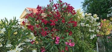 ramanada evler: Bakı, 280 kv. m, 8 otaq, Hovuzlu, Kombi, Kanalizasiya — 6