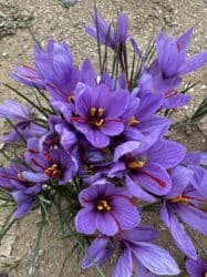 xs kofe qiymeti: Məhsul: Bilgəh zeferanin gülünün kilonan satışı 1 kilosu 60azn - — 5