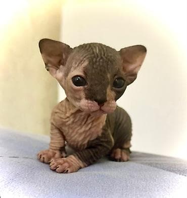 Digər heyvanlar: Sfinks, Dişi — 1