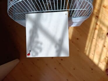 купить клетку для морской свинки: Dalmatin (nimfa/budaq) xoruz-quş qəfəsləri və aksesuarları dəsti — 6