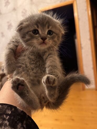 pisi: Britan yastı qulaq, Dişi, Yaxşı əllərə, Ödənişli çatdırılma — 1