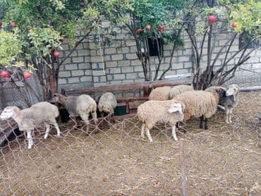 cins ineklerin satisi 2019: Qoyun quzu damazliq — 4