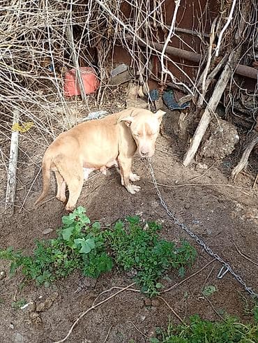 samoyed satılır: Pitbul, Peyvəndli — 3