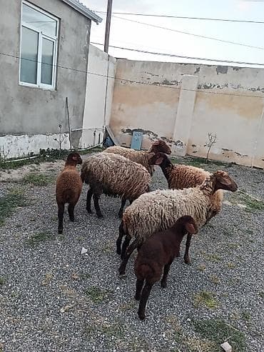 diri qoyun satisi: Dişi, Qala, il: 1, 50 kq, Damazlıq, Ünvandan götürmə — 2