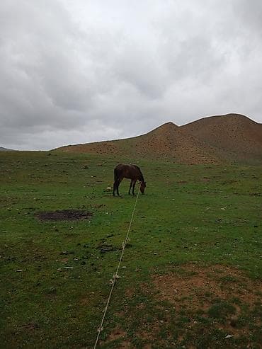 at satşı: At minik/iş atı - Növ: at (minik və yükləmə işləri üçün uyğundur) - — 1