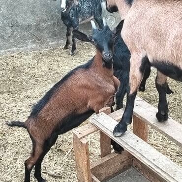 yerli cins inekler: Əmlik cepisler kəsmək üçün say və seçim çoxdur buyurun. alpin çəpiş 3 — 1