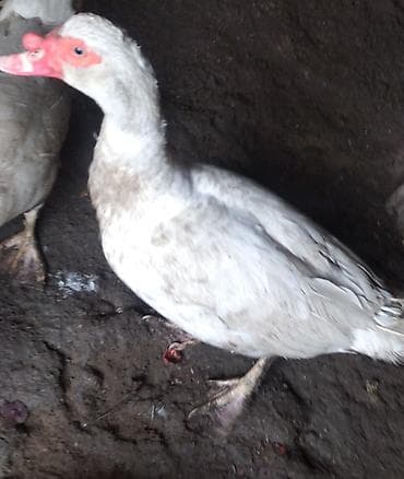 pitbul satisi: Erkək, | Lal ördək, Damazlıq, Ünvandan götürmə — 3