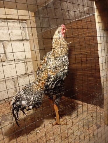 kullu xoruz heyratı: Mart becesidi barter yoxdu rial aliciya cuzi endirim ederem — 2