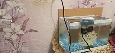 kangal sekilleri: Akvaryum dəsti - Şüşə akvaryum, düzbucaqlı forma, ağ çərçivəli - — 1