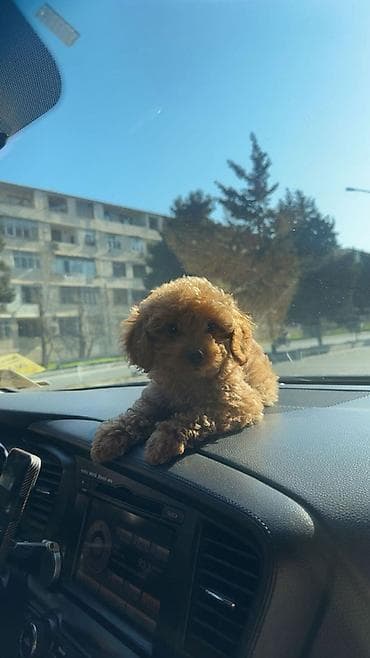 Pudel, Erkek, Sənədli