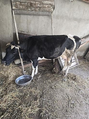 sort inəklər: 11letir südü var cavan maldi — 6