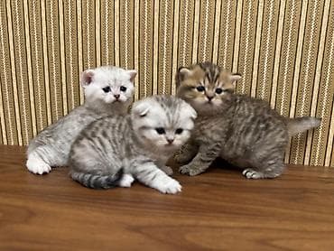 scottish fold satilir: Şotland, Erkək, Dişi — 7