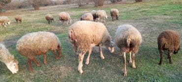 cucə və xoruz təmsil: Qoyun sürüsü satılır. ümumi 80 baş 60 quyun 10 yay quzusu 10 — 6