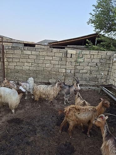 saanen kecisi: 2dənədə balalı keçi içində Bozbaş və anglo-nubian qarışığı yerli — 5