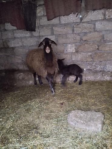 Qala sortu Qoyun – bala ilə - Qara-qəhvəyi rəngli ana qoyun, qulaqlı lalafo.az -da Qala sortu Qoyun – bala ilə - Qara-qəhvəyi rəngli ana qoyun, qulaqlı