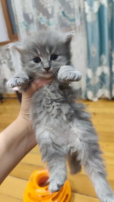 Boz-çəhrayı rəng çalarlarında, uzun tüklü balaca pişik balası. Yumşaq