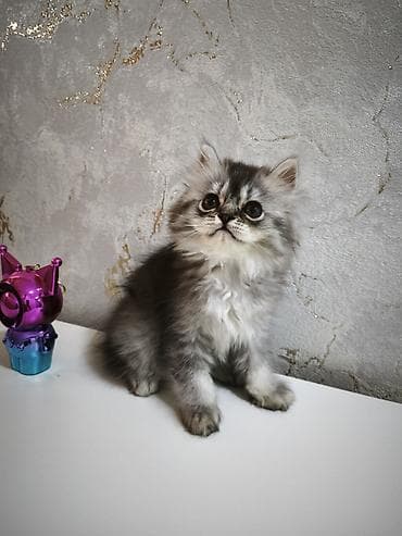 heyvan: Şotland, Erkək, Ünvandan götürmə, Ödənişli çatdırılma — 2