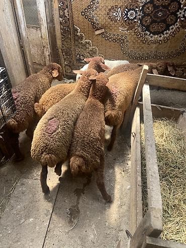 lalafo quzu: Qoyun balaları – yerli cins, qəhvəyi-yumşaq yunlu - Növ: qoyun (quzu) — 7