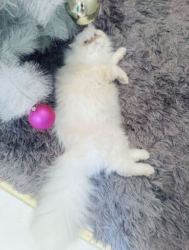 cutles: Fars, Erkək, Cütləşmə üçün — 2