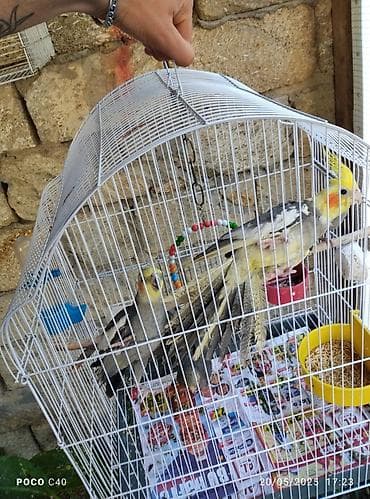 pişik cut: Gəl seç götür apar cütü 70 Azn Tək tək 35-40 Azn yeni Ramanada — 4