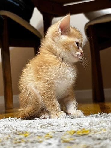 barter heyvanlar: Erkək, Dişi, Yaxşı əllərə, Ünvandan götürmə, Pulsuz çatdırılma, Ödənişli çatdırılma — 2