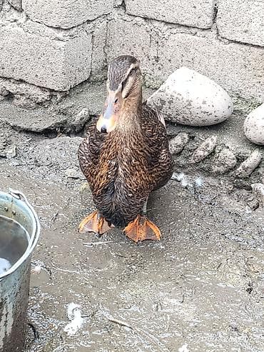 Dovşanlar: Rouen qazlari satilir 1 disi 1 erkek, disi yumurtalayir 1 ededin — 4