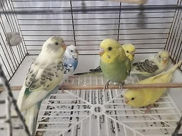 qaz yagi satisi: Quşlar 10azn fikri ciddi olanlar əlaqə saxlasın — 1