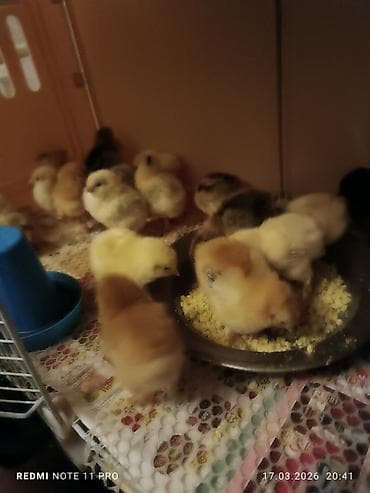 brama toyuqları: Куриные цыплята, Для мяса, Самовывоз — 3