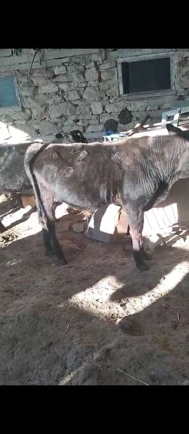 Məhsul: Qara rəngli dana Təsvir:Salam iyirmi baş danadi razilaşma lalafo.az -da Məhsul: Qara rəngli dana Təsvir:Salam iyirmi baş danadi razilaşma