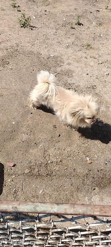 heyvan: Pekines, 1 il, Erkek, Peyvəndli, Ünvandan götürmə, Ödənişli çatdırılma — 2