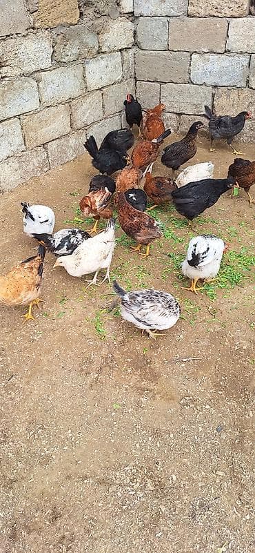 toyuq satan: Kend cüceleri .Qiymet 6 manat .25 edetdi kom götürene endirim var — 6