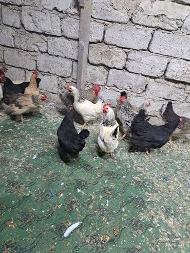 hazır yuva: Toyuq, Damazlıq — 18