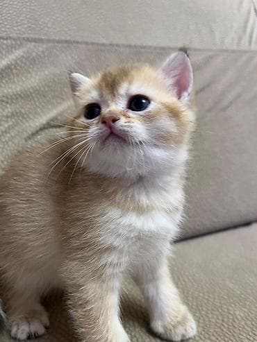 qulaq şamı: Şotland yastı qulaq — 9