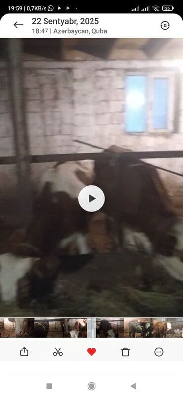 simental: Dişi, Simental, il: 1, 330 kq, Damazlıq, Ünvandan götürmə — 4