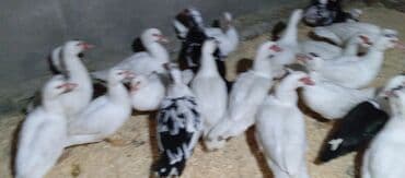 tovuz quşu satışı: Təcili satılır.Real alıcılar əlaqə saxlaya bilər — 3