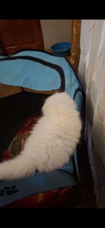 van pisiyi qiymeti: Şinşilla, Dişi — 6