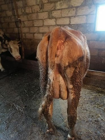 sudluk inək: Erkək balalı inək satılır. Təmiz simmental cinsidir.Balası da — 1