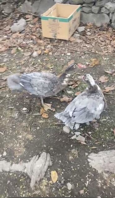 сколько стоит щенок чау чау: Məhsul: Muskoviy ördəkləri (indo-ördəklər) Kül rencilər lavandadı — 3