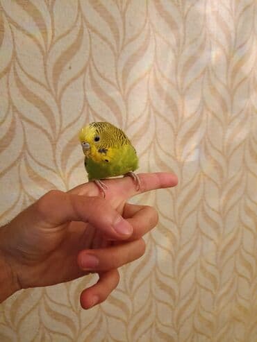 Ножи: Erkek ve dişi — 3