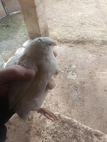 Bıldırcınlar – ət və yumurta istiqaməti - Növlər: Ağ və vəhşi rəngli