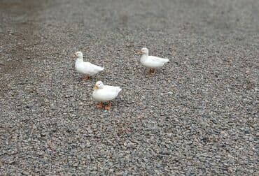 домик для маленькой собаки: Kalduk ördəkləri satılır. Dekorativ balaca ördəklərdir.Əlavə məlumat — 2
