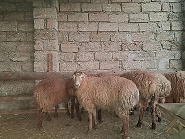 inek alqi satqisi: Quzu.Super kök erkək quzular.200 baş.Öz həyətimin — 5