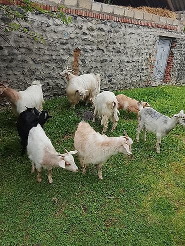 balaca dana: Zaqatalada qurbanlıq ücuntoxlular qoçlar və birdə görduyunuzkeçilər — 3