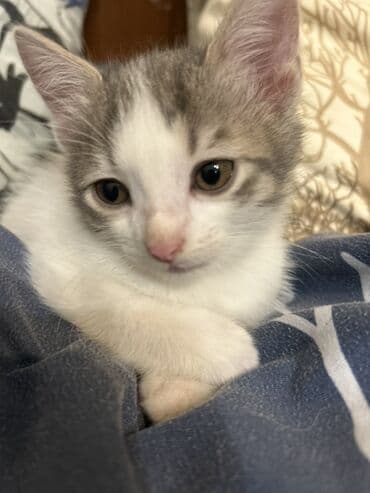 pişiklər pulsuz: Dişi, Yaxşı əllərə — 3