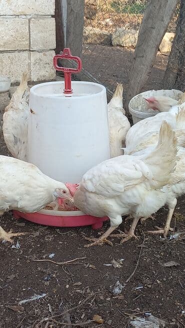 Volkswagen: Liqorin toyuqlari satilir cavandilar Sari ve Ag yumurta verenler di — 3