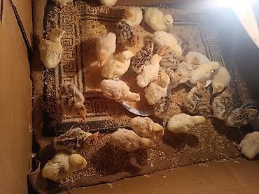 sanen keçi: Hinduşka cücələri – müxtəlif rənglərdə, sağlam və aktiv bala quşlar - — 3