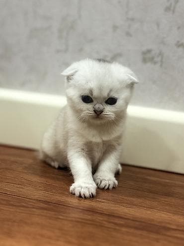 wotland pişiyi: Britan — 4